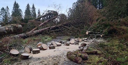 Storm Eowyn Eredine WTW Access to Eredine WTW blocked by fallen tree during Storm Eowyn