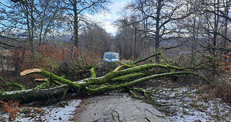 Storm Eowyn Inveraray Fallen tree on access to Water Treatment Works at Inveraray during Storm Eowyn