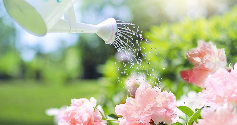 Saving Water White water can watering a shrub with pink flowers