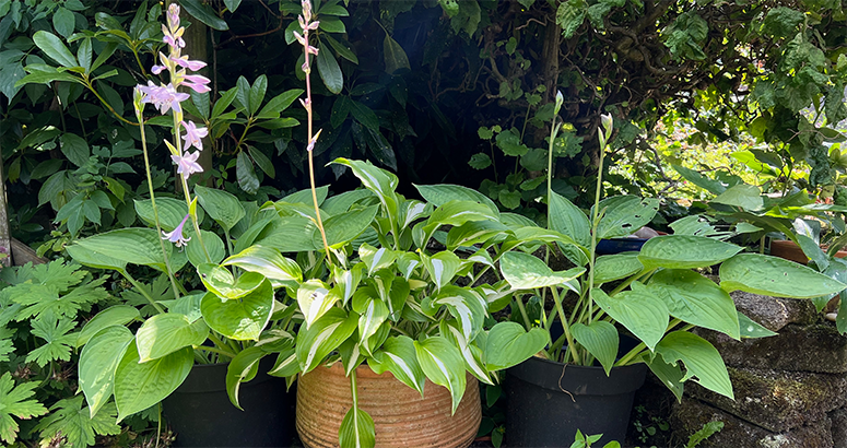 Use Water Wisely when on holiday leafy green plant with delicate lilac flowers in pot outside