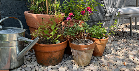 Use Water Wisely when on holiday four flower pots with flowering and leafy plants sitting with silver watering can in a garden